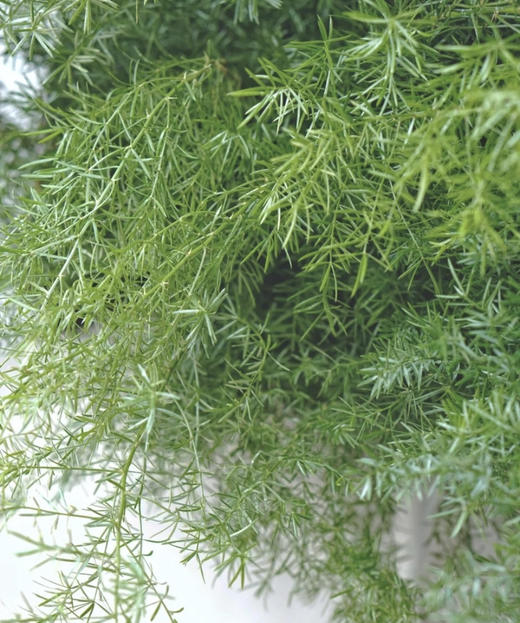 天门冬  约10支/扎 商品图4