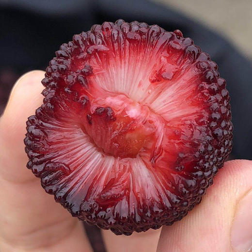 【下单后72小时左右发货】浙江台州 仙居荸荠杨梅 3斤装左右/6斤装左右 5A/7A大小不一样 汁多，核小，味甜微香，肉质细腻。现摘现发，新鲜美味。 商品图5