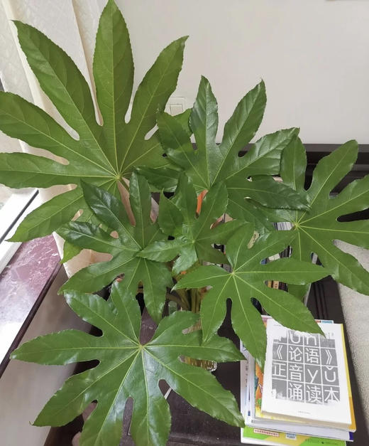 八角叶（八角金盘）约10片/扎 商品图2