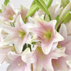 【AB级粉铁炮百合】多头3支10-12朵/份 商品缩略图8