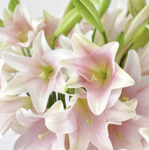 【AB级粉铁炮百合】多头3支10-12朵/份 商品图8