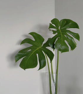 龟背  约10支/扎