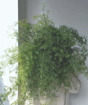 天门冬  约10支/扎