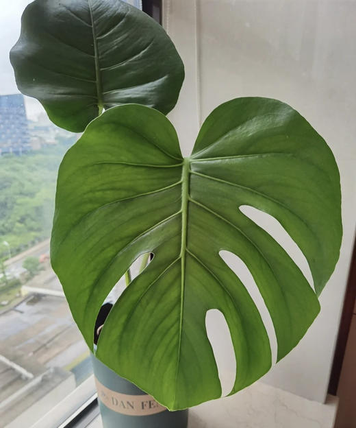 龟背  约10支/扎 商品图3