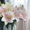 【AB级粉铁炮百合】多头3支10-12朵/份 商品缩略图0