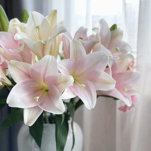 【AB级粉铁炮百合】多头3支10-12朵/份 商品图0