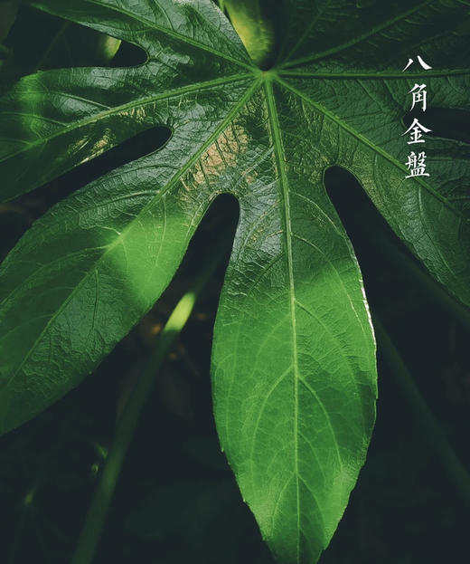 八角叶（八角金盘）约10片/扎 商品图1