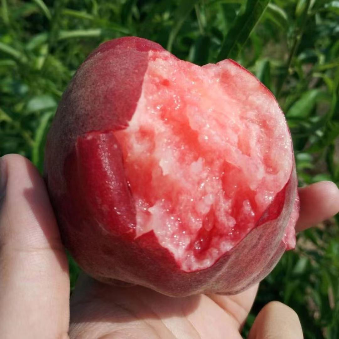 产地直发包邮桃本桃桃子系列