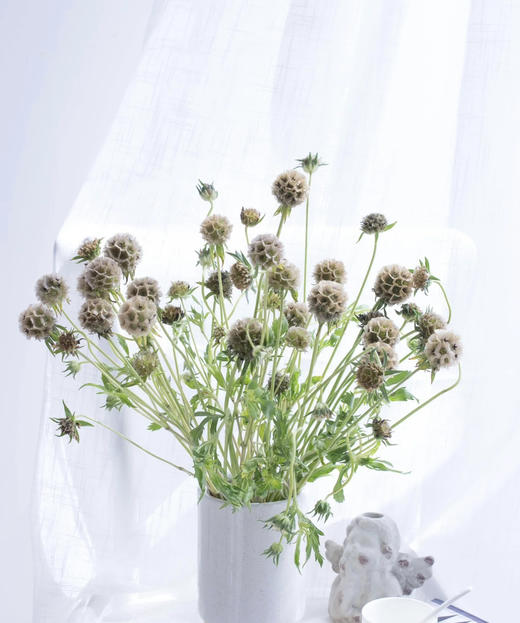 风车果  若干枝/扎 商品图3