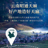 【买3发5买4发7】初草堂鲜天麻蜜片云南昭通天麻切片+高山皇蜜浸渍保留营养高活性鲜甜可口 商品缩略图2