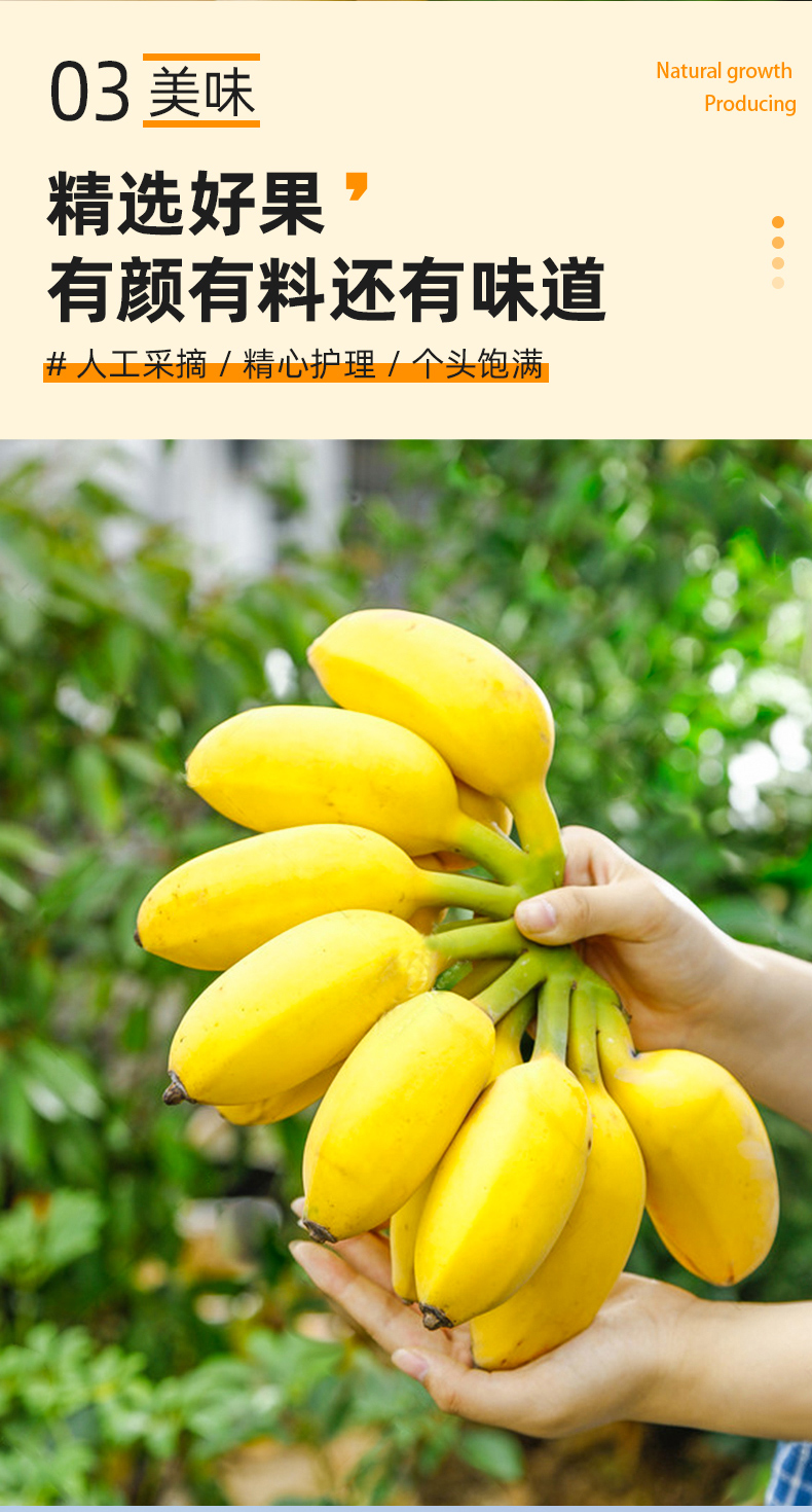 苹果蕉广西苹果蕉香蕉新鲜水果