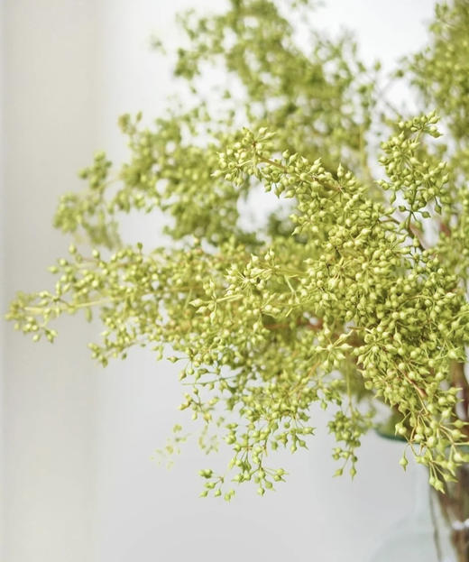 【山货花材】 小米果  若干枝/扎 商品图5