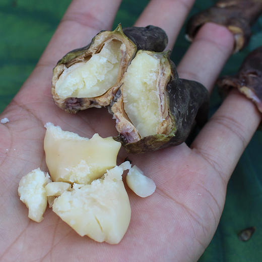 湖北洪湖新鲜青菱 老菱角3斤/5斤 商品图2