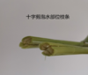 夏季热款姜花有香味 商品缩略图10