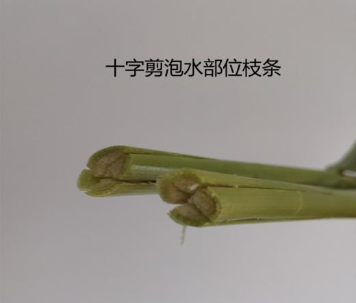 夏季热款姜花有香味 商品图10