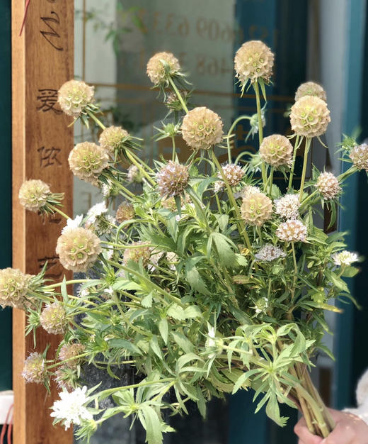 风车果  若干枝/扎 商品图1