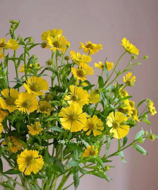 油画小菊（3枝） 商品图1