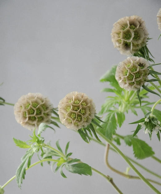 风车果  若干枝/扎 商品图2