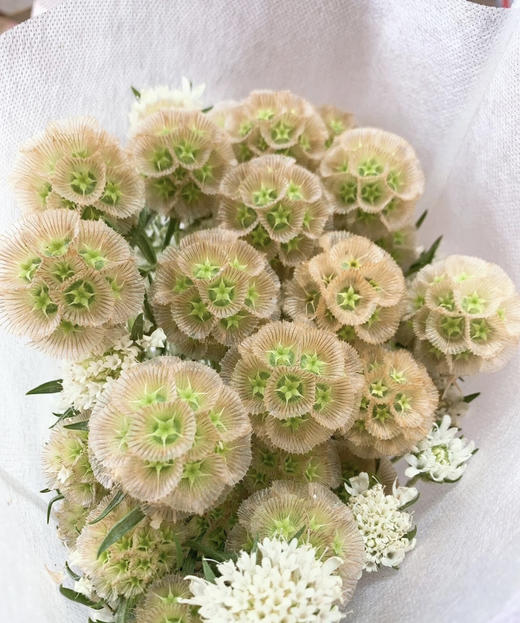 风车果  若干枝/扎 商品图5