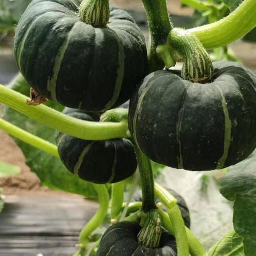 有机南瓜4.5斤/箱（±100克） 商品图1