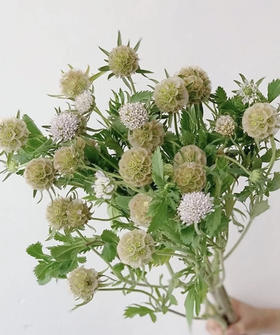 风车果  若干枝/扎