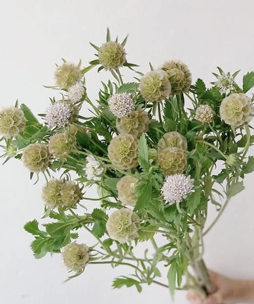 风车果  若干枝/扎 商品图0