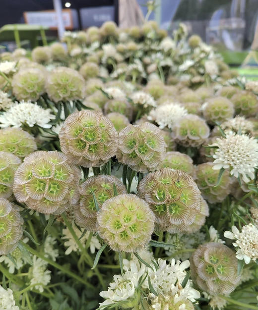 风车果  若干枝/扎 商品图4