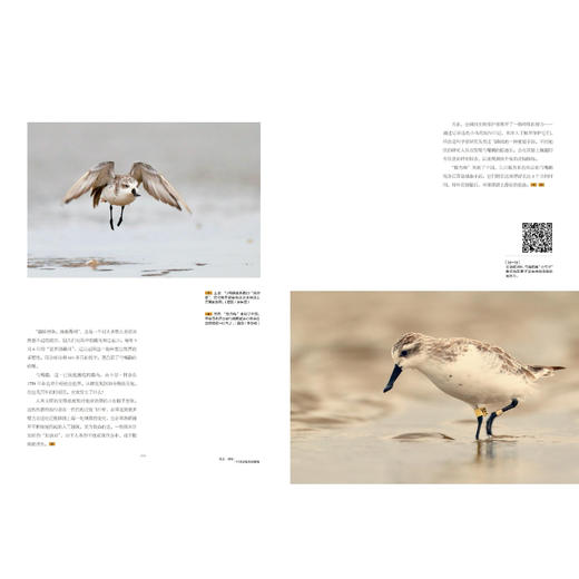 生灵·奇境——中国盐城黄海湿地 商品图6