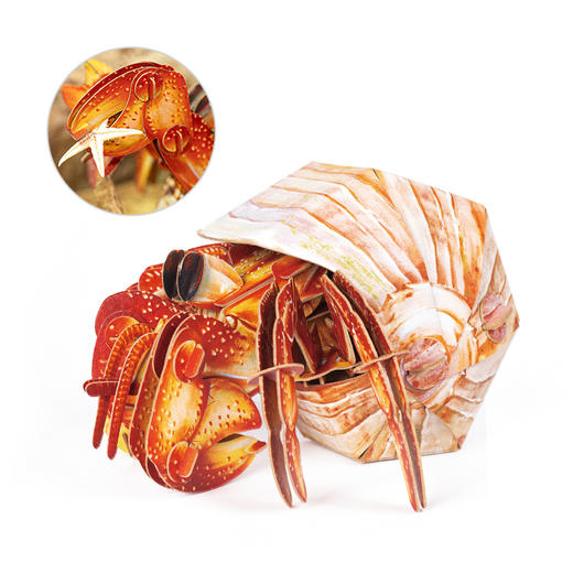 博物文创 海洋系列橙红陆寄居蟹纸模创意生日礼物动手动脑拼装玩具 商品图4