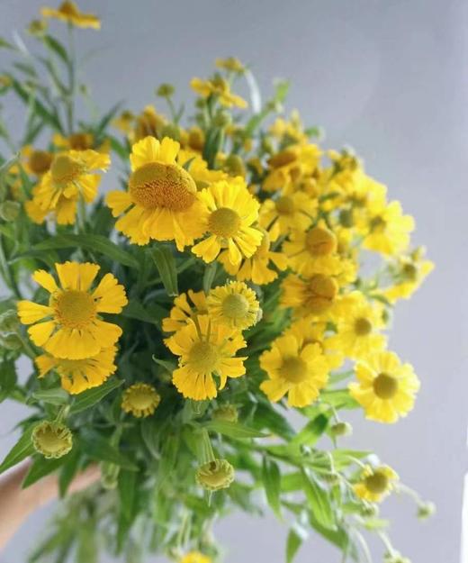 油画小菊（3枝） 商品图2