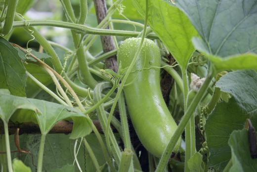 瓠瓜（吊瓜）（400g-700g） 商品图0