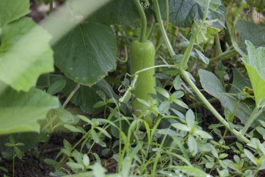 瓠瓜（吊瓜）（400g-700g） 商品图1