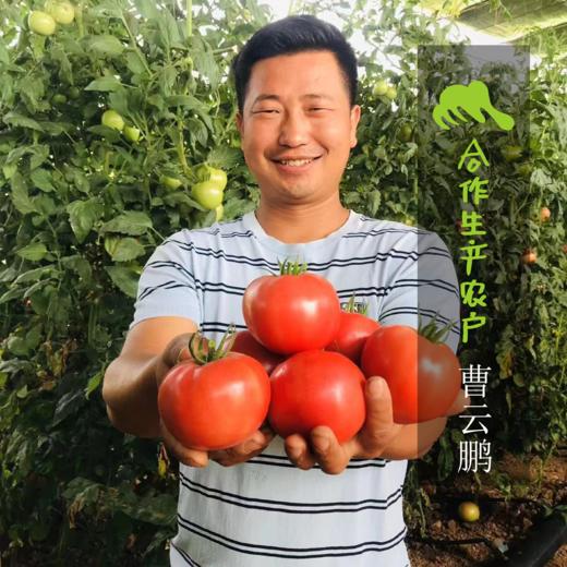 生态河南西红柿 | 合作生产*Eco- tomato | Coprodution 商品图2