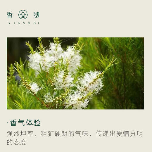 「课程·单方油」XIANGQI香憩︱澳洲茶树精油 5ml/瓶 商品图1