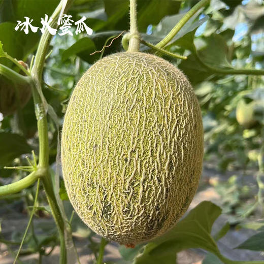 新疆冰淇淋 蜜瓜多规格新疆顺丰陆运发货 商品图2