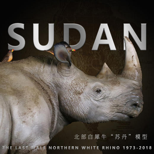 雄性北部白犀牛“苏丹”模型收藏模型摆件 商品图2