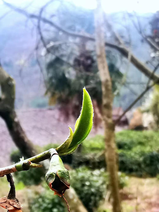 南江大叶茶明代贡茶千年古树红茶绿茶有机欧盟标准礼盒装 商品图4