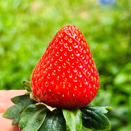 Driscoll’S 云南有机素颜草莓  |  草莓王子，欧美系长相，香气浓郁，隔着盒子都闻见，扑鼻甜香气，肉质特别细腻，水 分足，鲜甜绵糯有质感，很特别的~ 商品图0