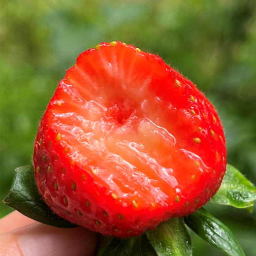 Driscoll’S 云南有机素颜草莓  |  草莓王子，欧美系长相，香气浓郁，隔着盒子都闻见，扑鼻甜香气，肉质特别细腻，水 分足，鲜甜绵糯有质感，很特别的~ 商品图1