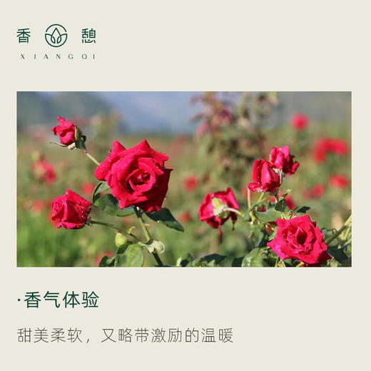 「课程·单方油」XIANGQI香憩︱墨红玫瑰精油 5ml/瓶 商品图1