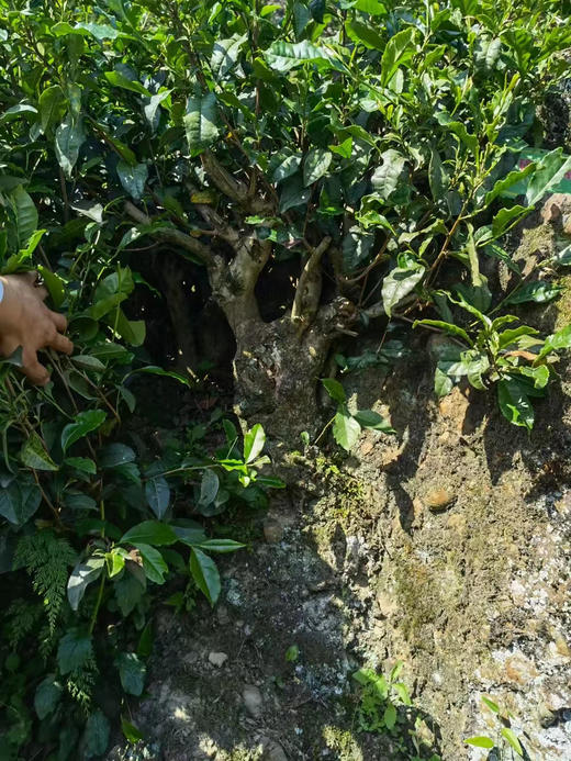 南江大叶茶明代贡茶千年古树红茶绿茶有机欧盟标准礼盒装 商品图3