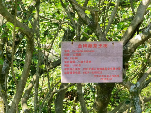 南江大叶茶明代贡茶千年古树红茶绿茶有机欧盟标准礼盒装 商品图2