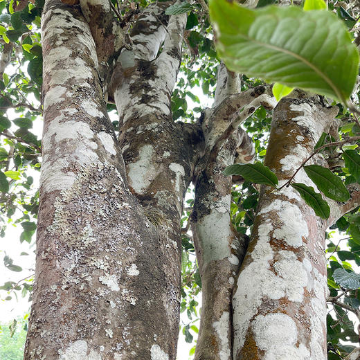 【新班章】21年普洱生茶云南勐海500年古树纯料357g茶饼 商品图1