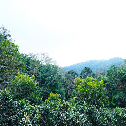 【新班章】21年普洱生茶云南勐海500年古树纯料357g茶饼 商品图4