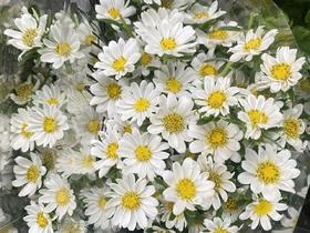 配花 | 迷你菊(轻微瑕疵不售后,介意慎拍)