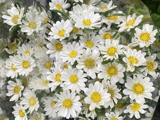 配花 | 迷你菊(轻微瑕疵不售后,介意慎拍) 商品图0