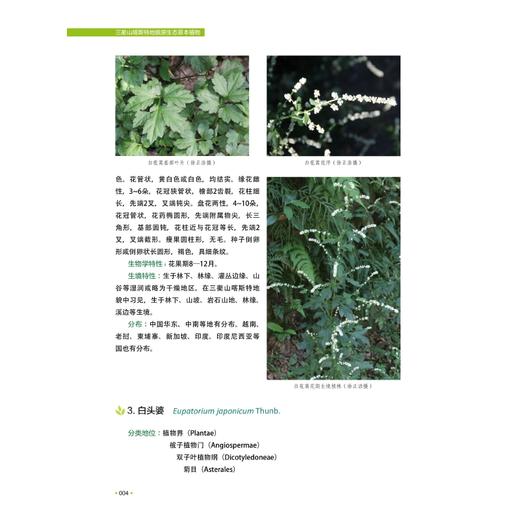 三衢山喀斯特地貌原生态草本植物/徐正浩/陈中平/陈新建/季卫东/余黎红等/浙江大学出版社 商品图5