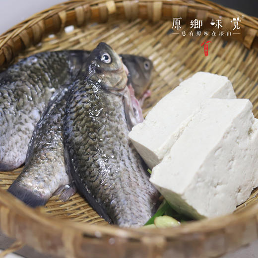 南河野放鲫鱼【闪送，闪送费另付】 |多种规格， 来自邛崃南宝山，生产者：寇建平【合作生产，公平贸易】 商品图2