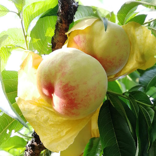 无锡阳山水蜜桃 8个装 大果单颗超5两 商品图1