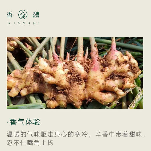 「课程·单方油」XIANGQI香憩︱小黄姜精油 5ml/瓶 商品图1